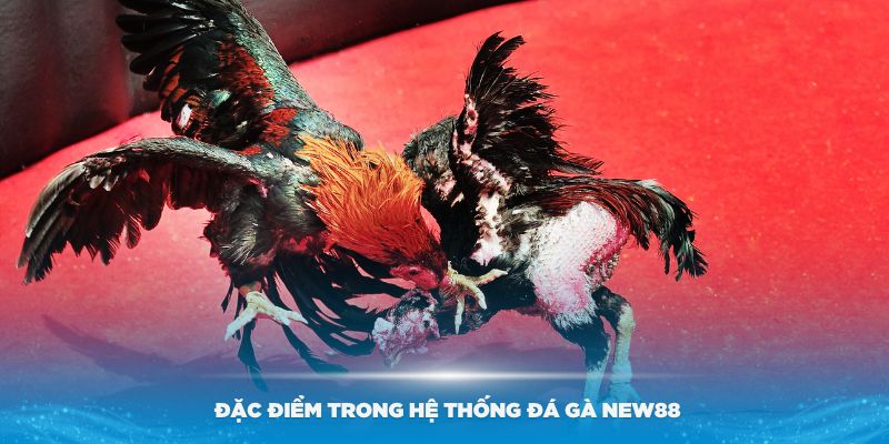 Những đặc điểm trong hệ thống đá gà New88