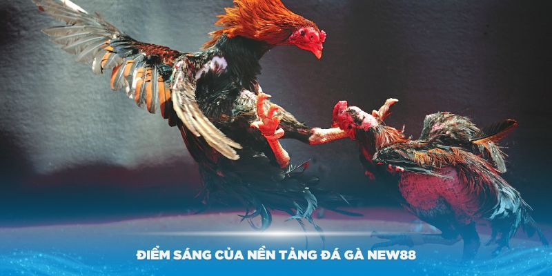 Những điểm sáng của nền tảng đá gà New88