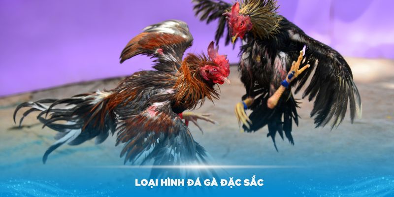 Những loại hình đá gà đặc sắc nhất bạn nên tham gia