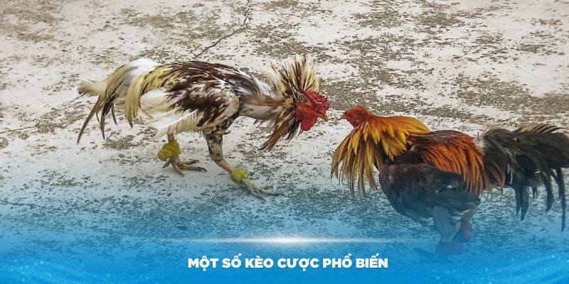 Một số kèo cược phổ biến nhất tại sảnh đá gà New88